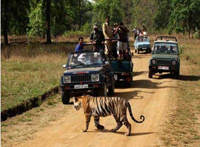 Golbro Tiger View Resort Bandhavgarh National Park Booking, Bandhavgarh ...